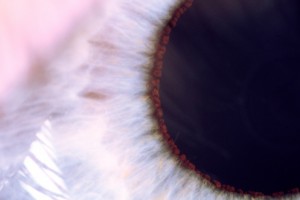 img 3538 the eye