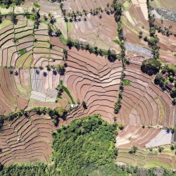 201908 indonesia 0147 ricefields