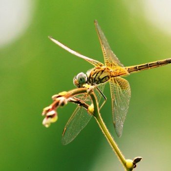 img12993 the dragonfly