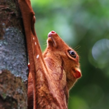 img29710 colugo dubbioso