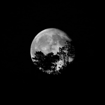 img35535 moontree