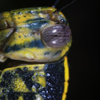 imj23096 grasshopper