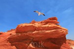 imj15100 australianseagull