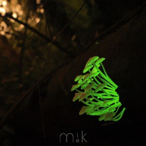 1920px imk12298 magicmushrooms nospots