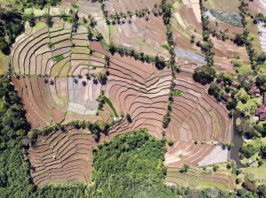 201908 indonesia 0147 ricefields