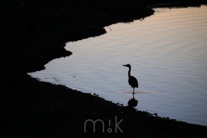 img13848 1024